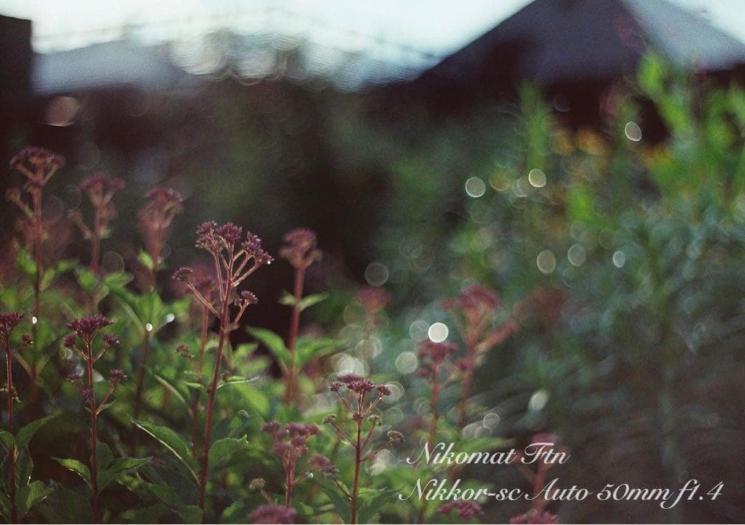 nikon ftn＊50mm f1.4★完動品＊美品＊初期保証＊作例多数！