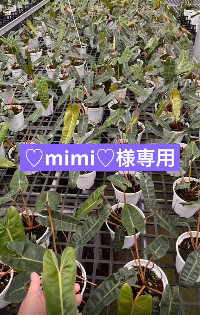 【♡mimi♡】