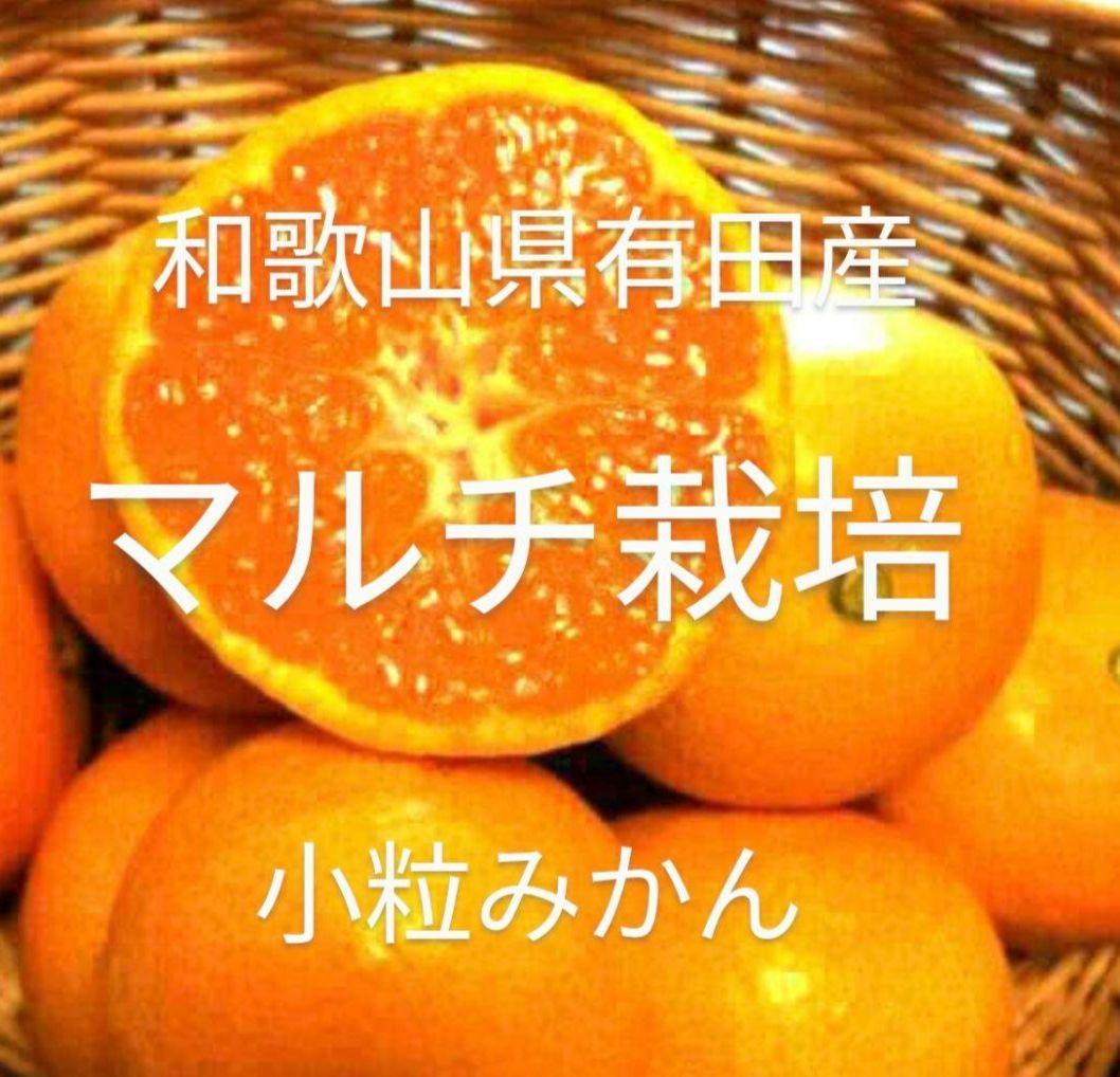 にこにこ笑顔で今日も頑張ろう♫　マルチ栽培小粒みかん10kg×2箱