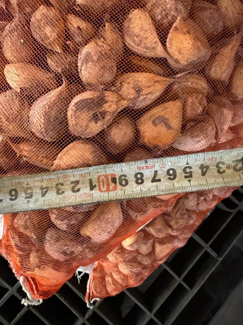 青森県産　消毒にんにく　白玉王　LM 10kg