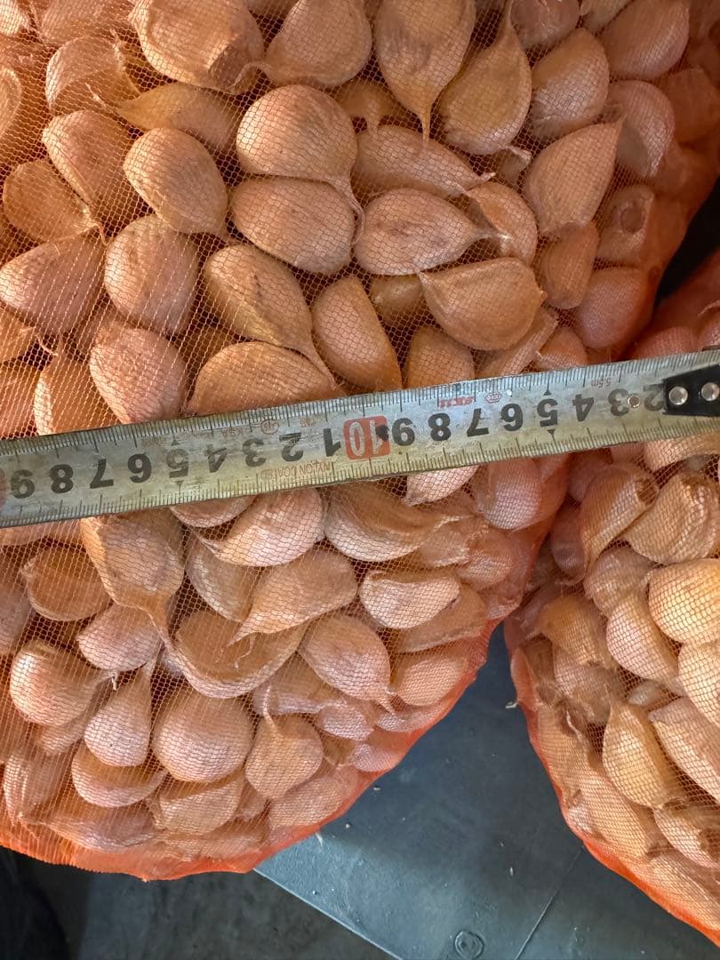 青森県産　消毒にんにく　白玉王　LM 10kg