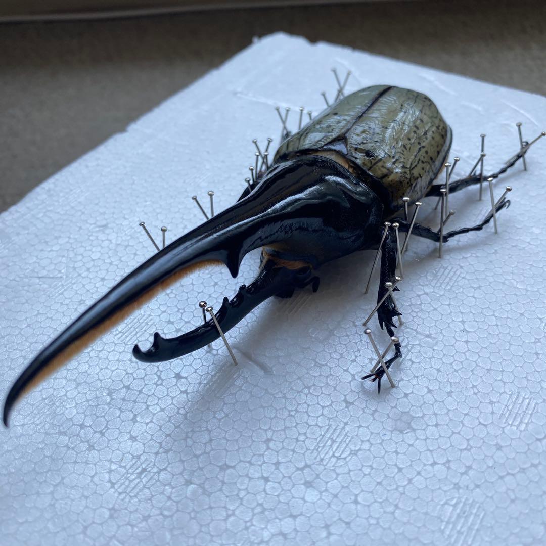 Mondoo　昆虫標本　ヘラクレスオオカブト　ヘラクレスヘラクレス