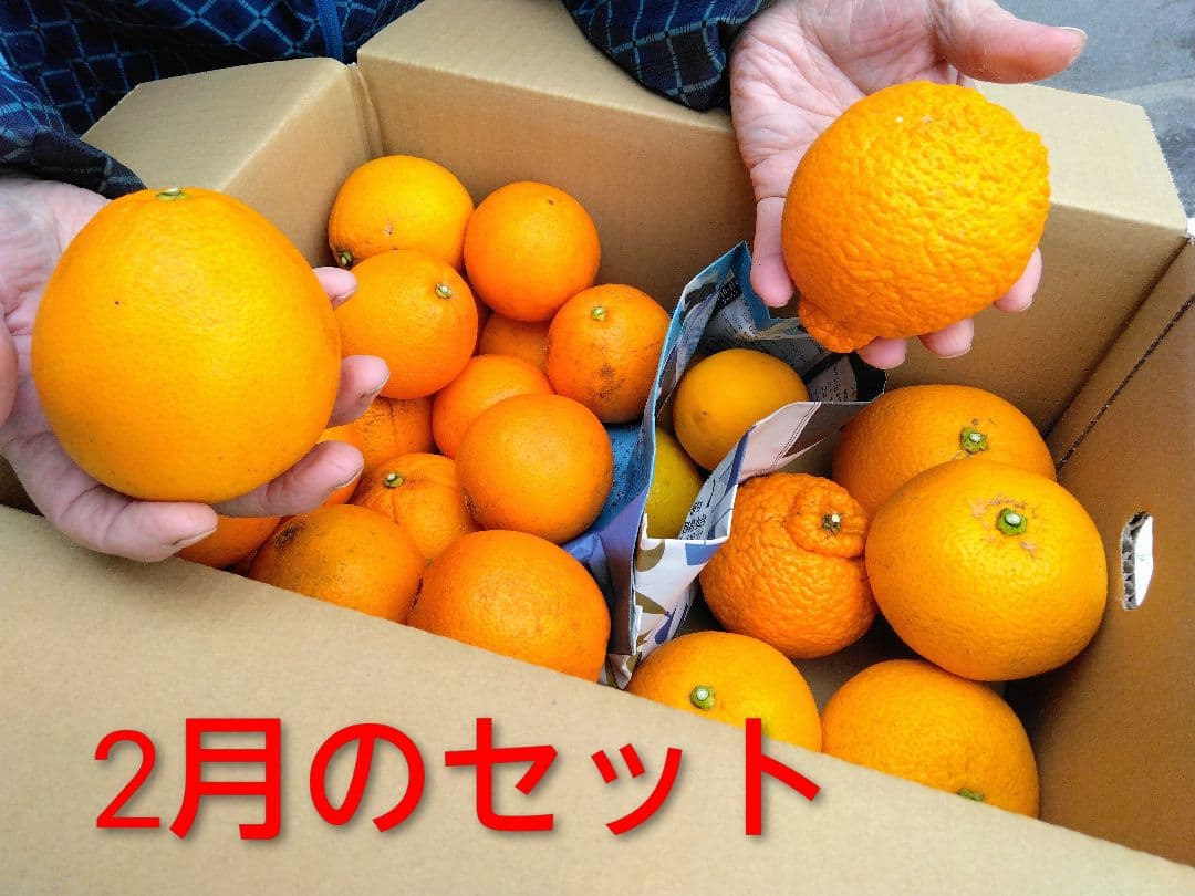 旬のイロイロセット 約10㎏