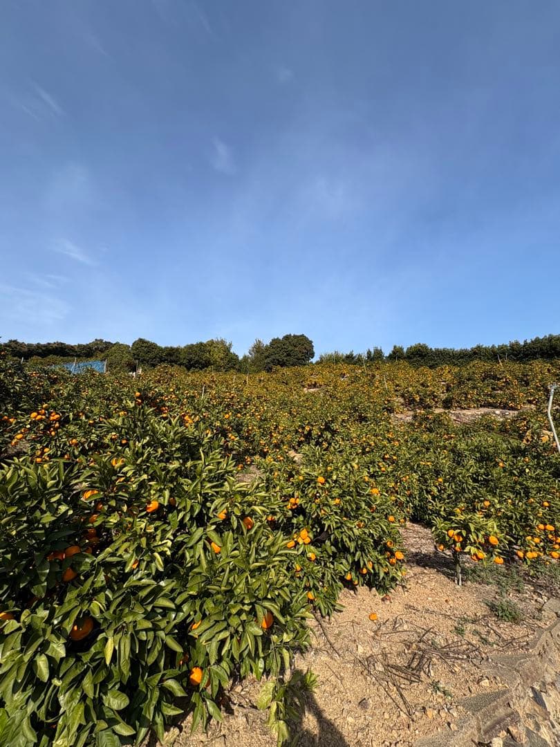 有田みかん　中生みかん　10キロ　5キロ✖️2個