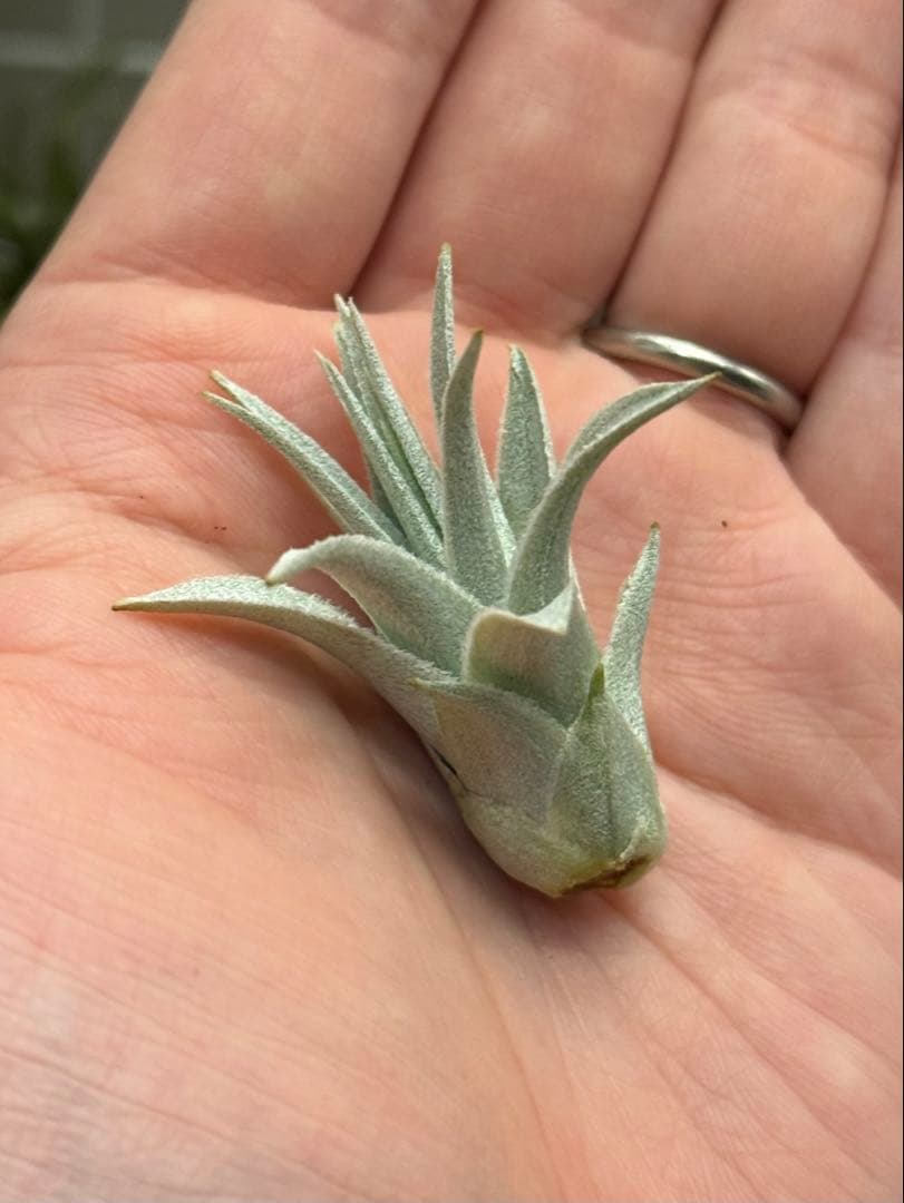 u*a様 Tillandsia gardneri var. rupicola 幅