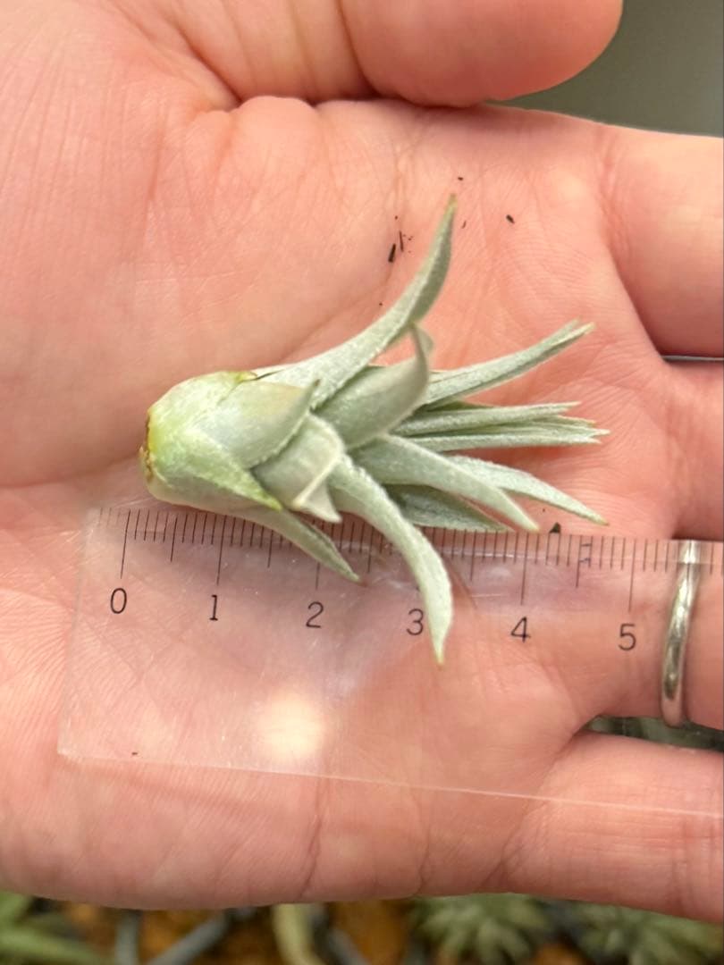 u*a様 Tillandsia gardneri var. rupicola 幅