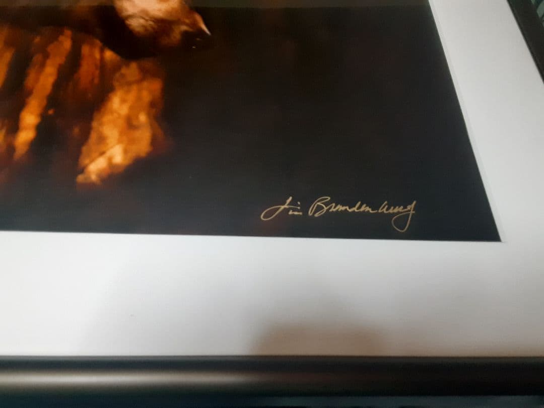 ジム・ブランデンバーグ 直筆サイン入り プリント 写真アート現状品 狼 オオカミ