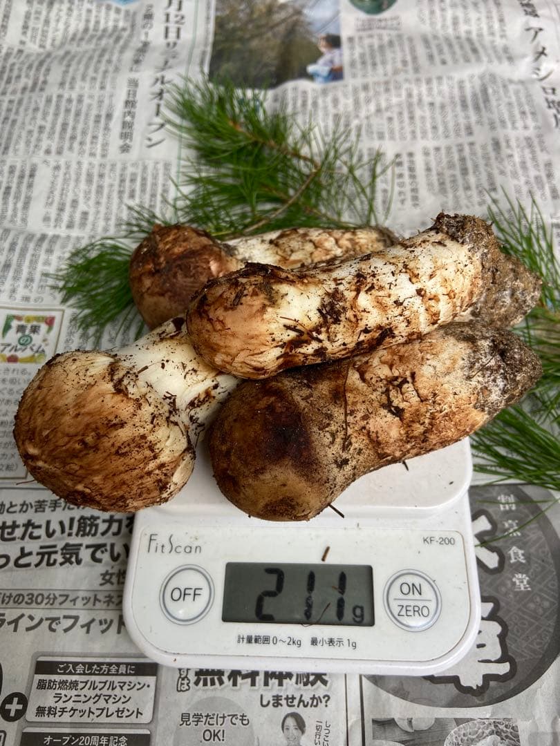 南信州産松茸　10月20日朝採れ 極上211g