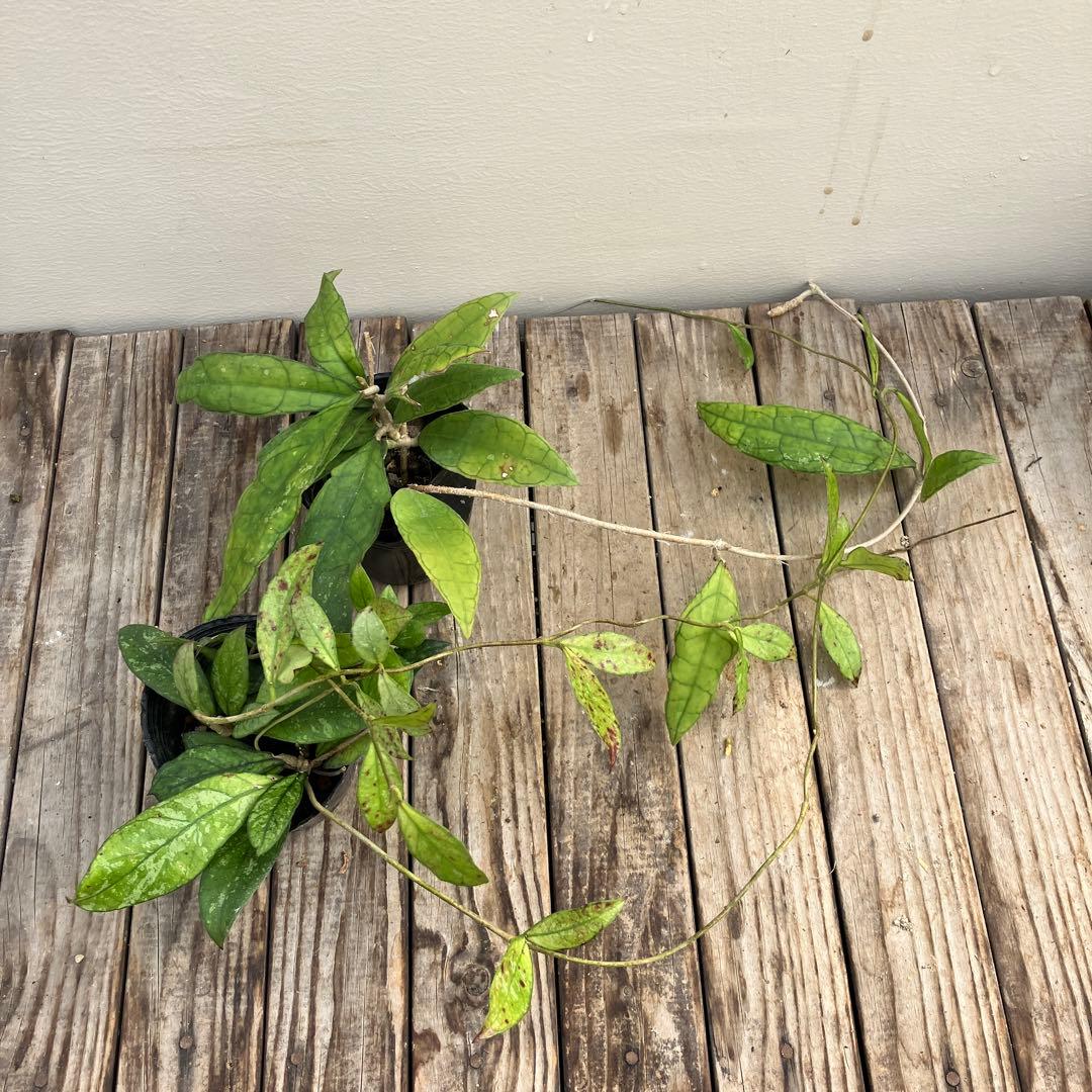 ホヤ8種類セット　希少種＋サボテン4鉢