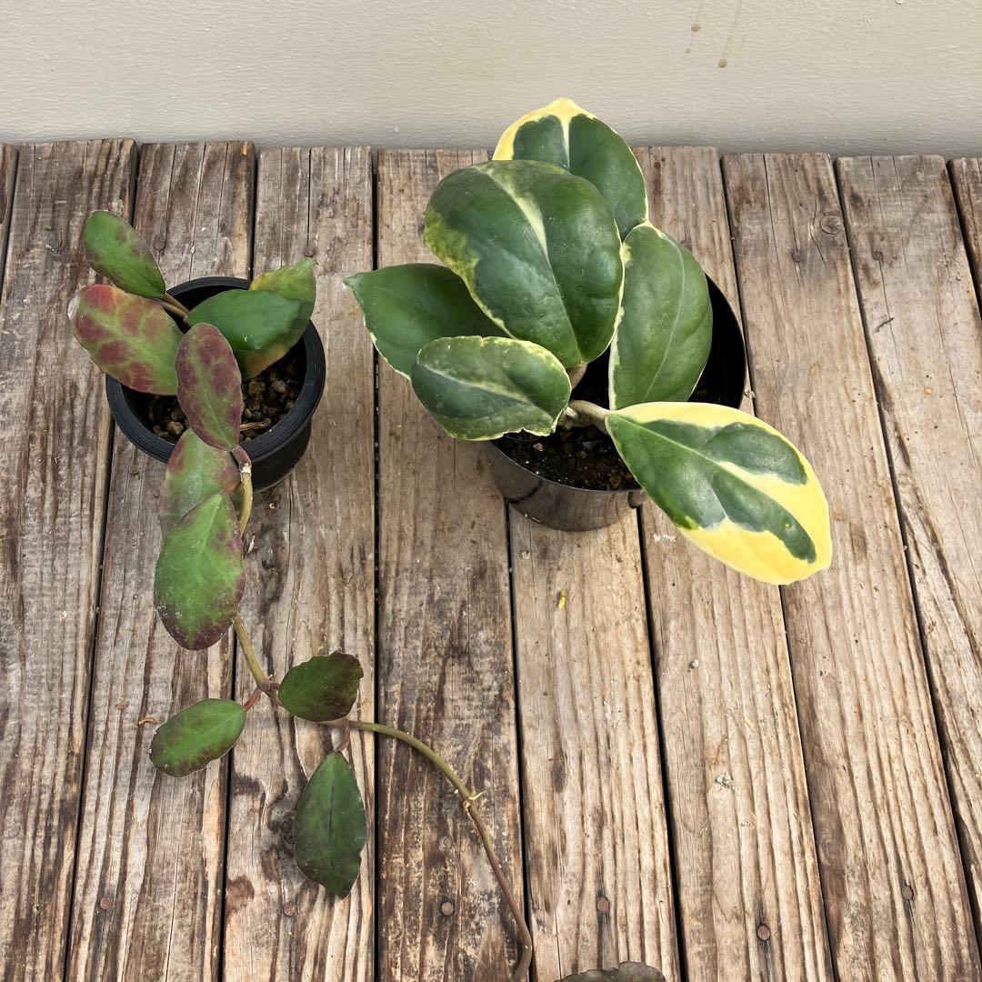 ホヤ8種類セット　希少種＋サボテン4鉢