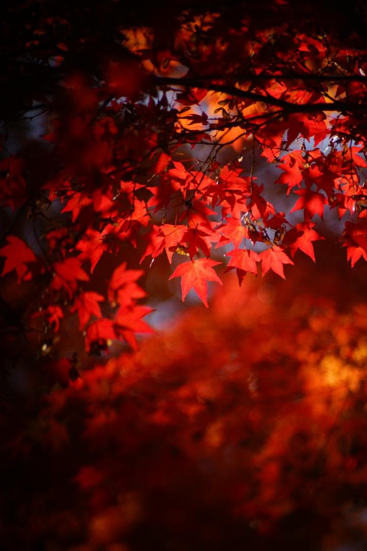 AUTO CHINON チノン 135mm F2.8 M42マウント