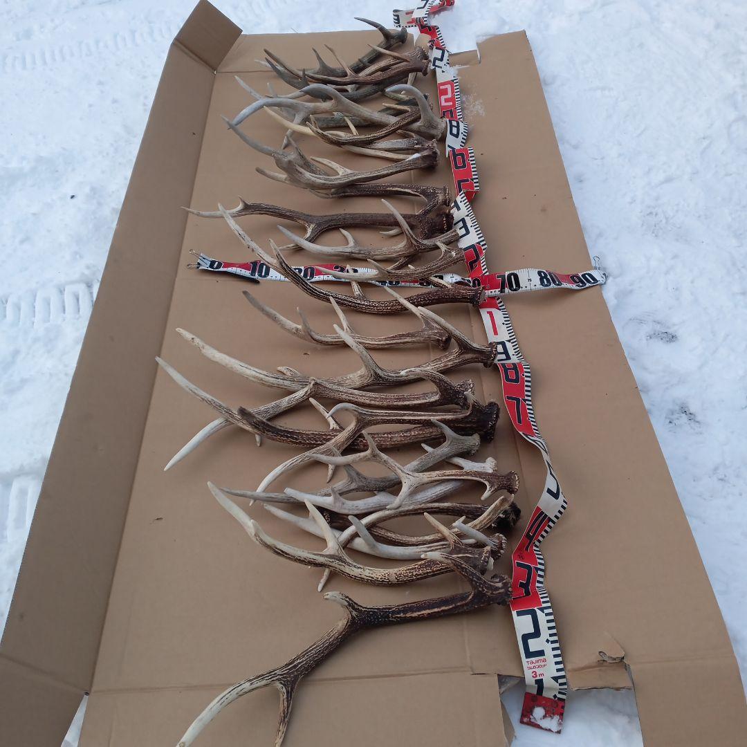 ク*ト様 鹿の角 犬おもちゃ 工芸品などにどうぞ ２４番