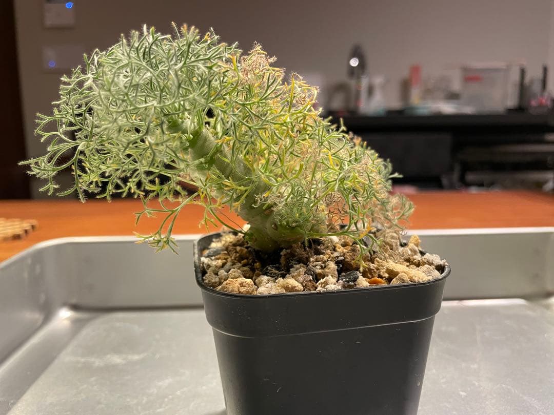 モンソニア　ペニクリナム