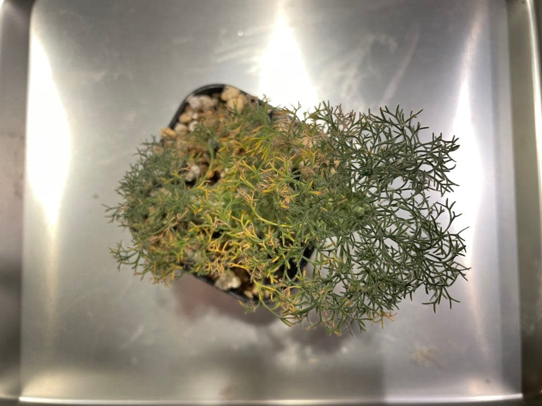 モンソニア　ペニクリナム