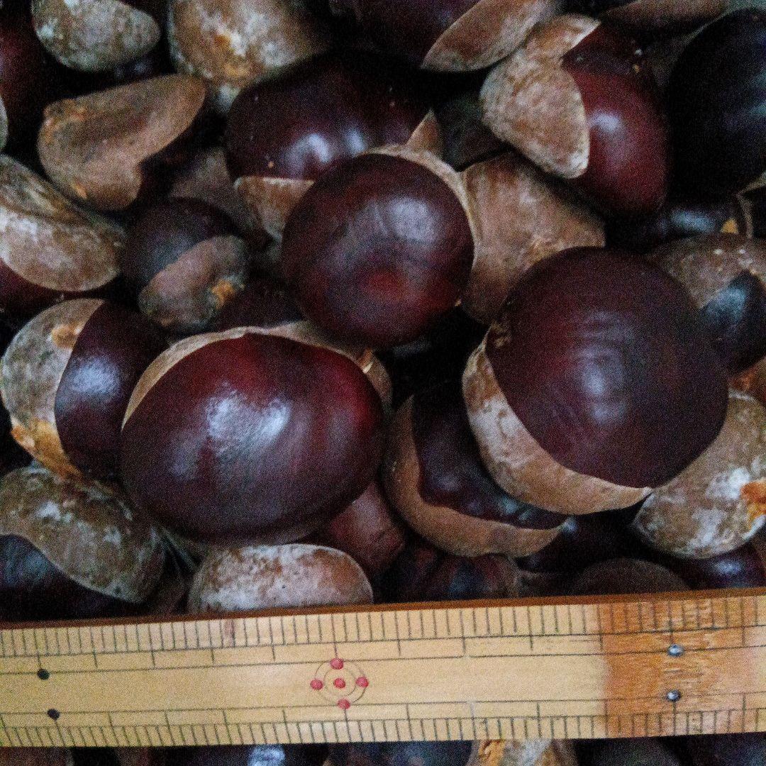 無農薬栃の実9.7キロ