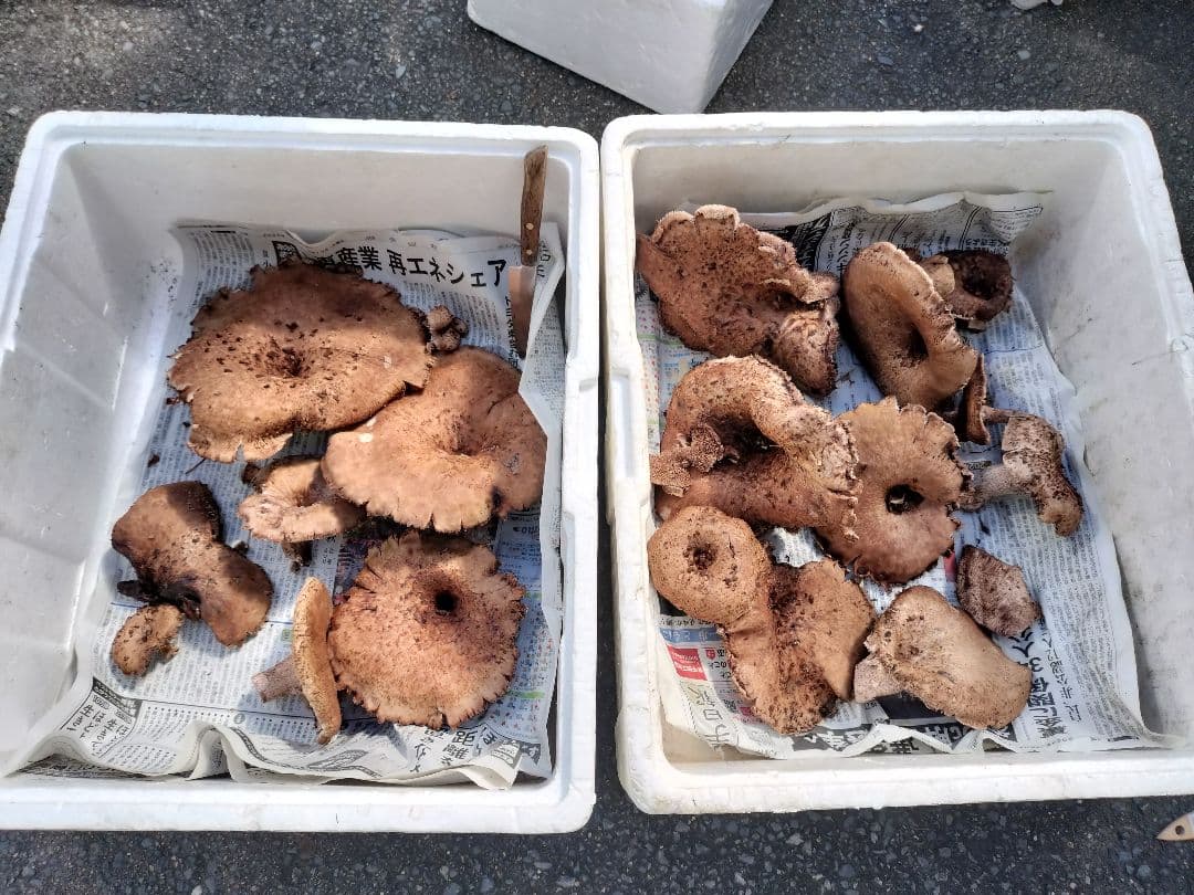 kantora　岩手県産　香茸　1.2kg