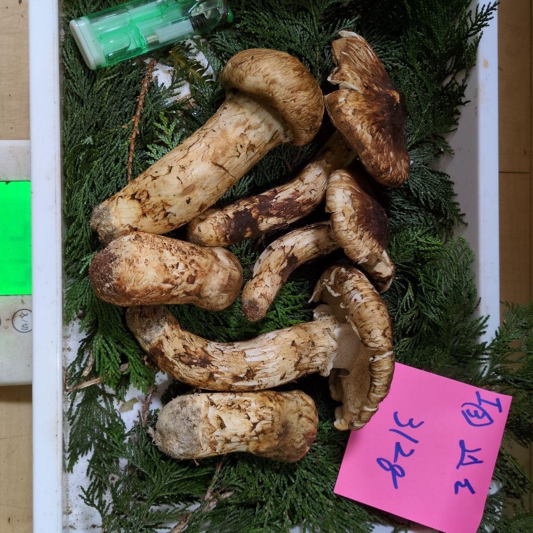 和歌山松茸 新鮮朝市　込み込み　　312㌘