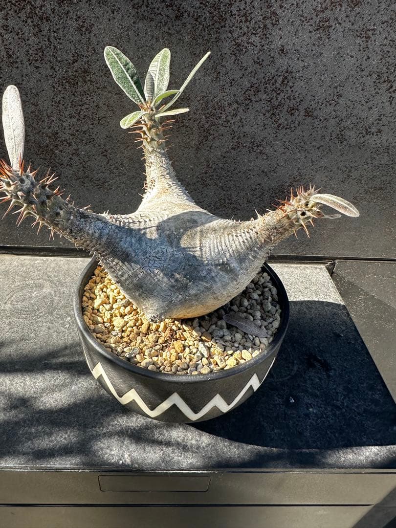 パキポディウム グラキリ バリエム鉢付き