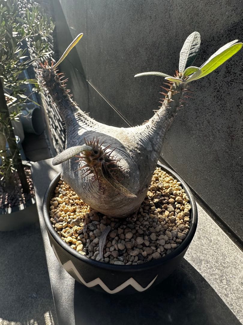 パキポディウム グラキリ バリエム鉢付き