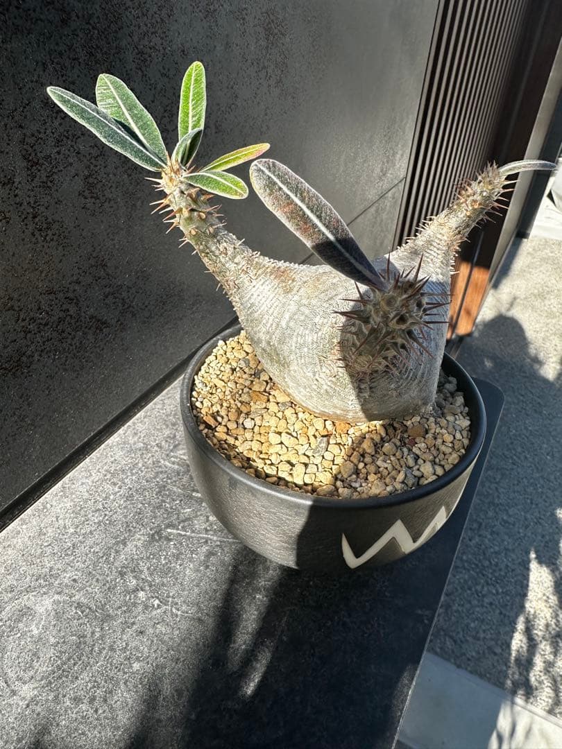 パキポディウム グラキリ バリエム鉢付き