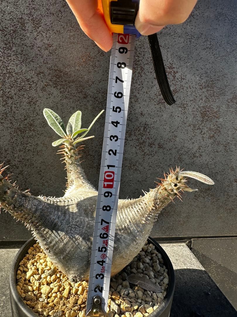 パキポディウム グラキリ バリエム鉢付き