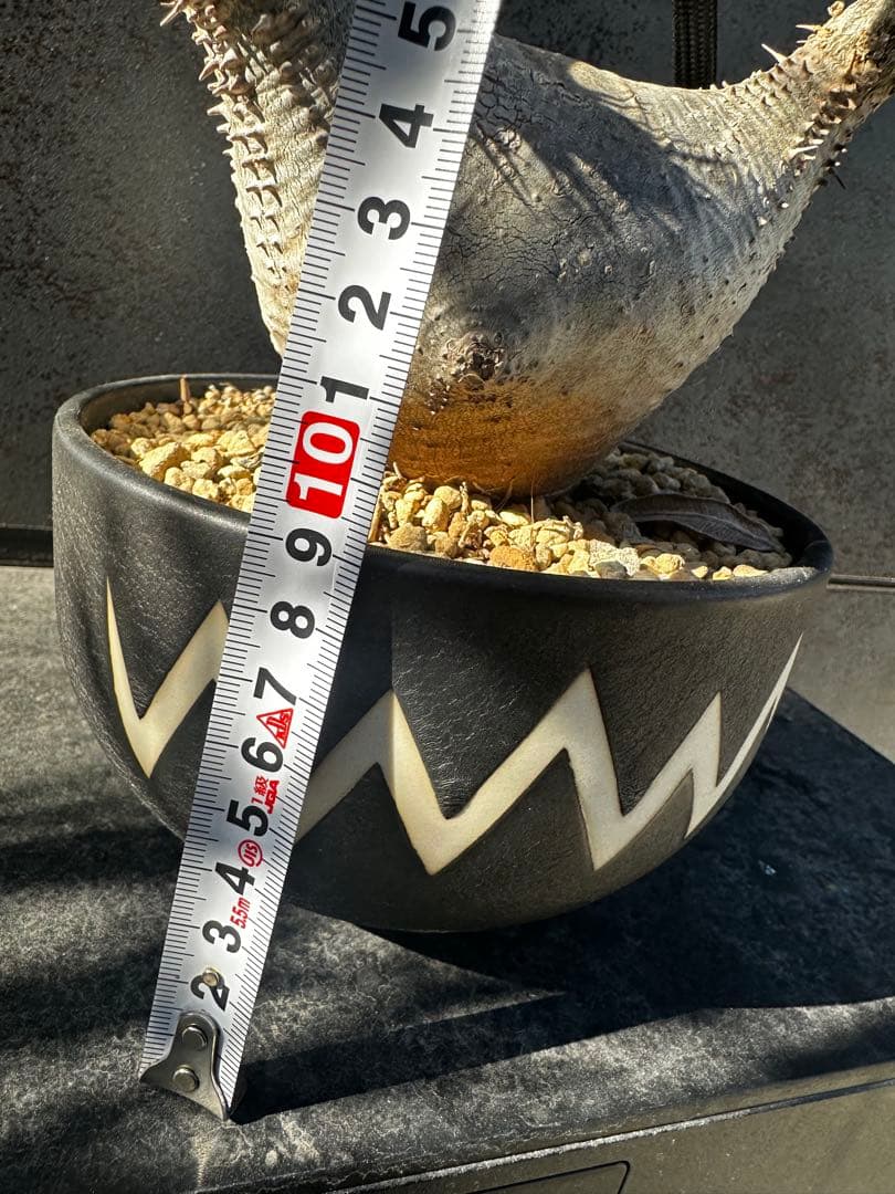 パキポディウム グラキリ バリエム鉢付き