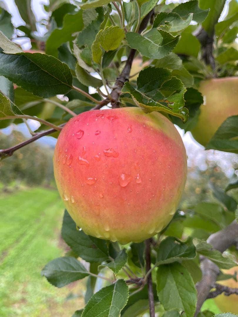 青森県産りんご✨10kg3種ミックス❣️ふじ✨シナノゴールド✨名月