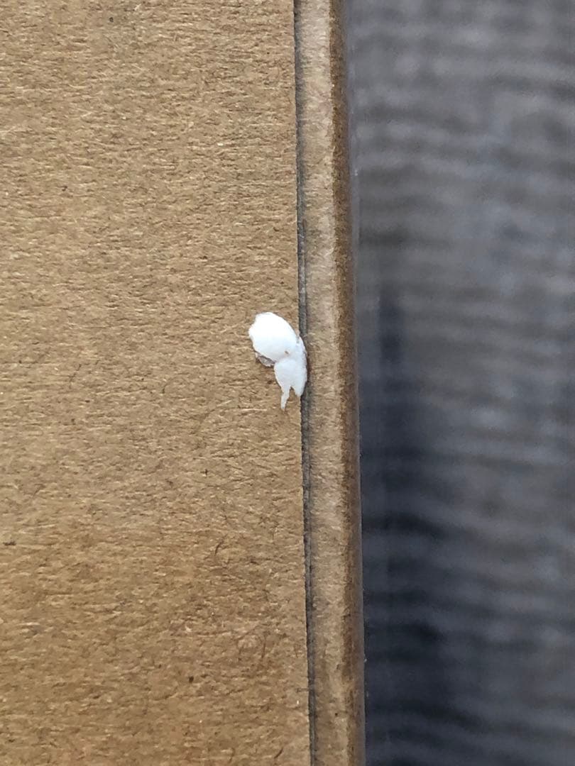 新品未開封品　BALMUDA The Pot 0.6L 電気ケトル ホワイト