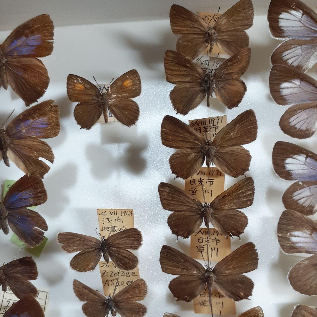蝶標本　シジミチョウ22種180頭　大型ドイツ標本箱入り