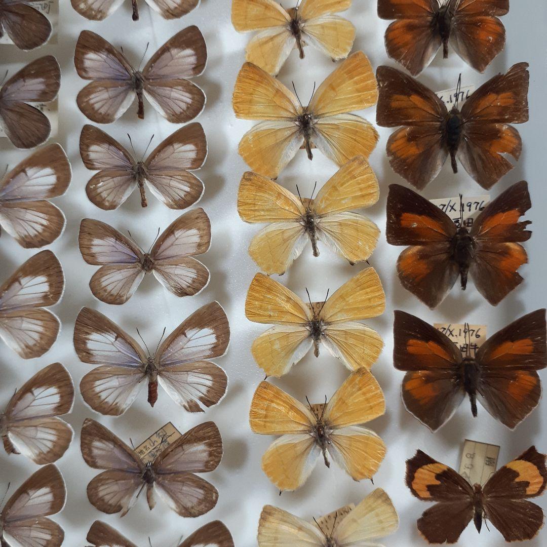 蝶標本　シジミチョウ22種180頭　大型ドイツ標本箱入り