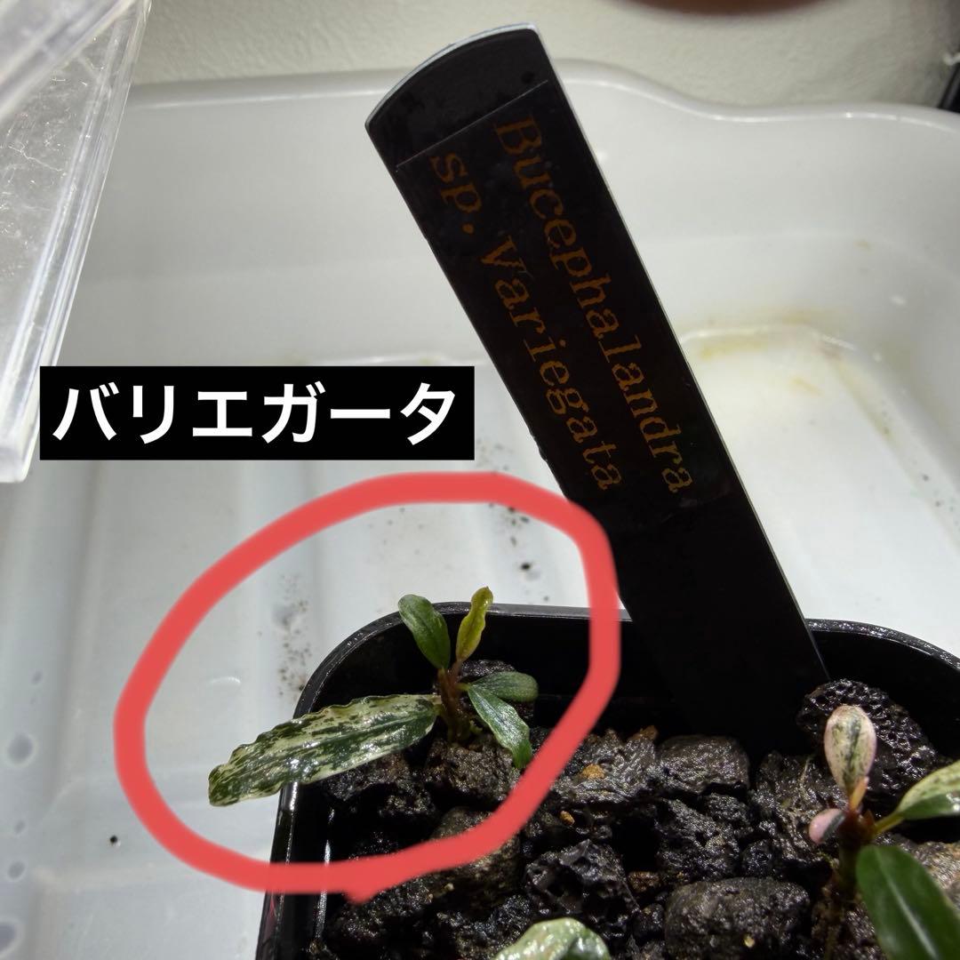 【きえぴ】ブセファランドラ 3種　水上葉　タグ付き