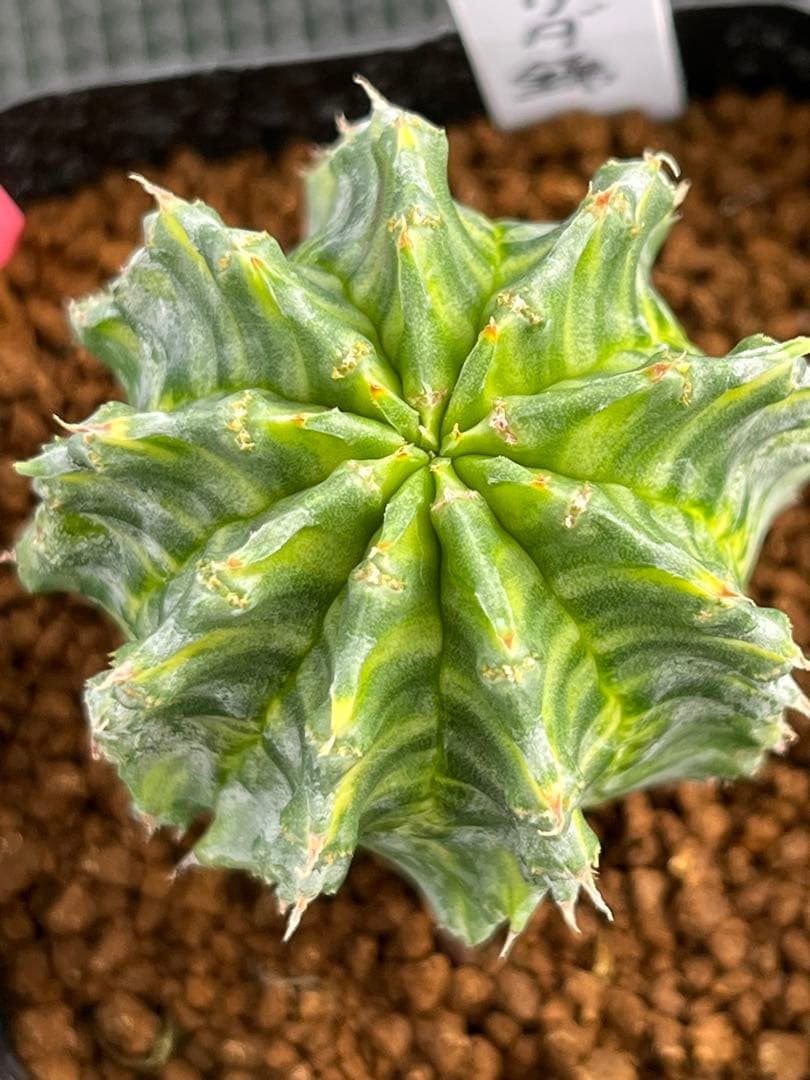 ユーフォルビア　ホリダ錦　総柄濃黄班