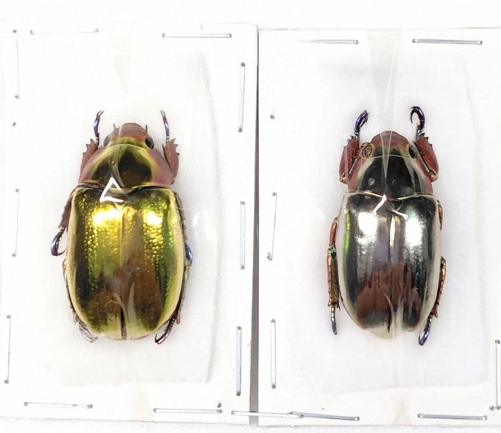 コスタリカ産 昆虫標本 2種セット