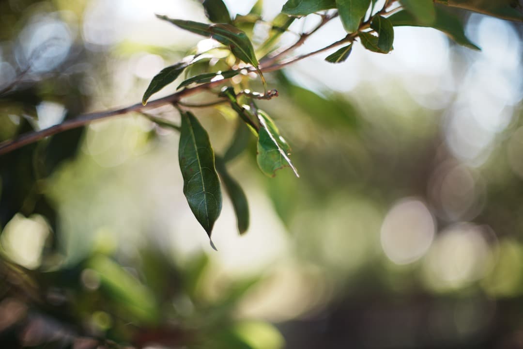 希少8枚玉 ペンタックス Super Takumar 50mm F1.4 430