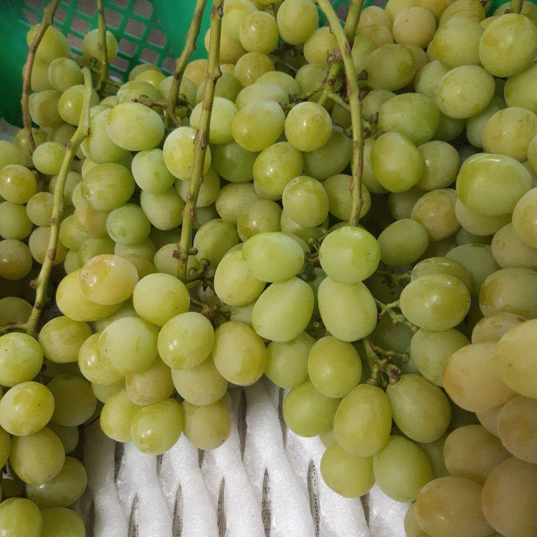 シャインマスカット家庭用徳用5キロ入り