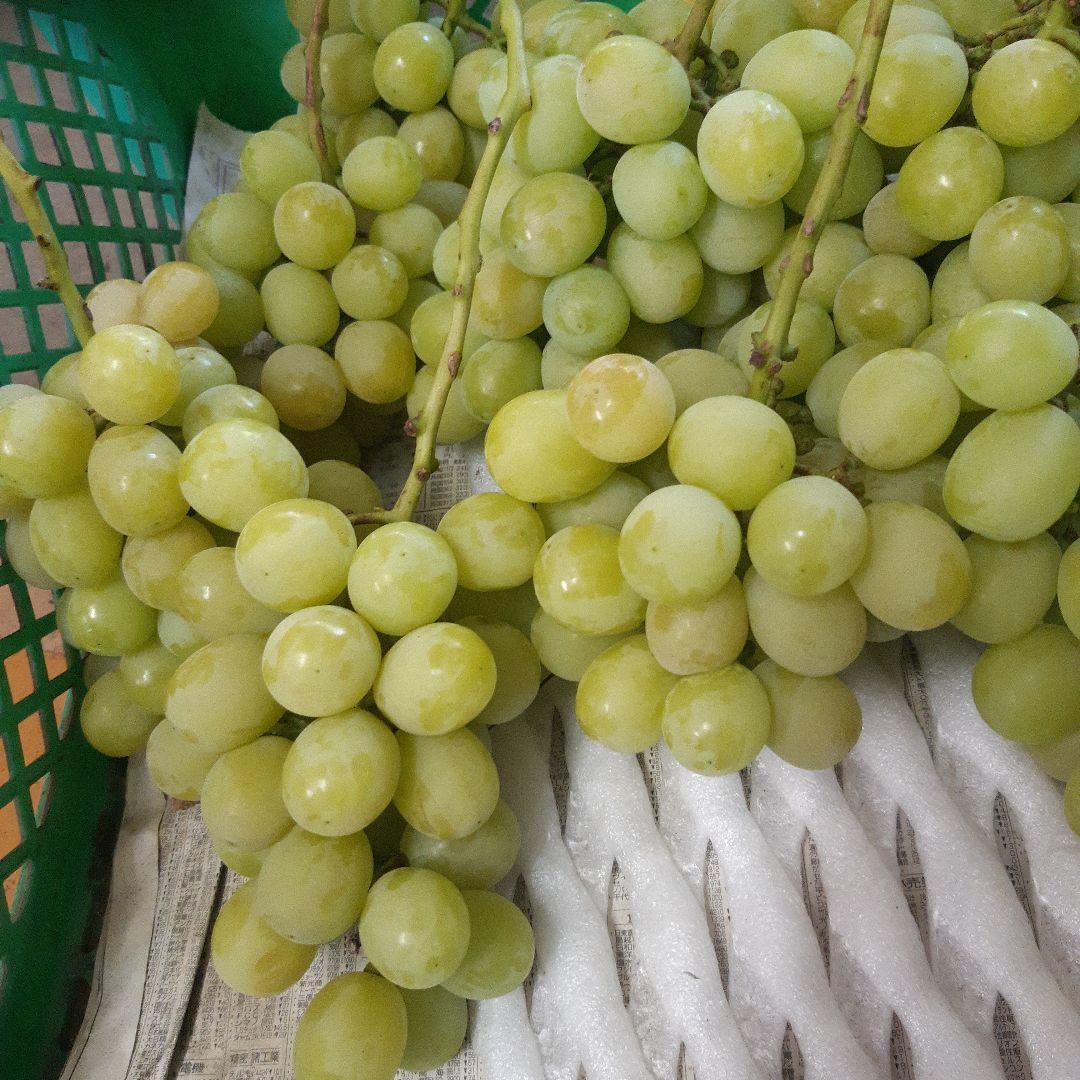 シャインマスカット家庭用徳用5キロ入り