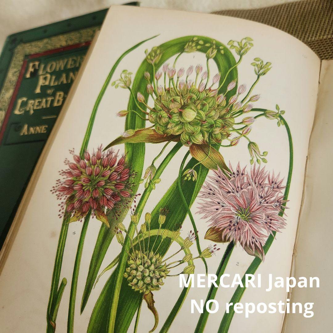 植物図鑑　洋書　ボタニカルアート　アンティーク　リトグラフ　イギリス　古書　18