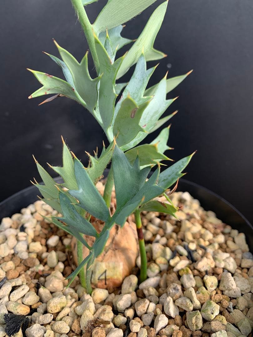 【南ア産・発根済】エンセファラルトス・ホリダス 約5cm +子株2｜No4-14