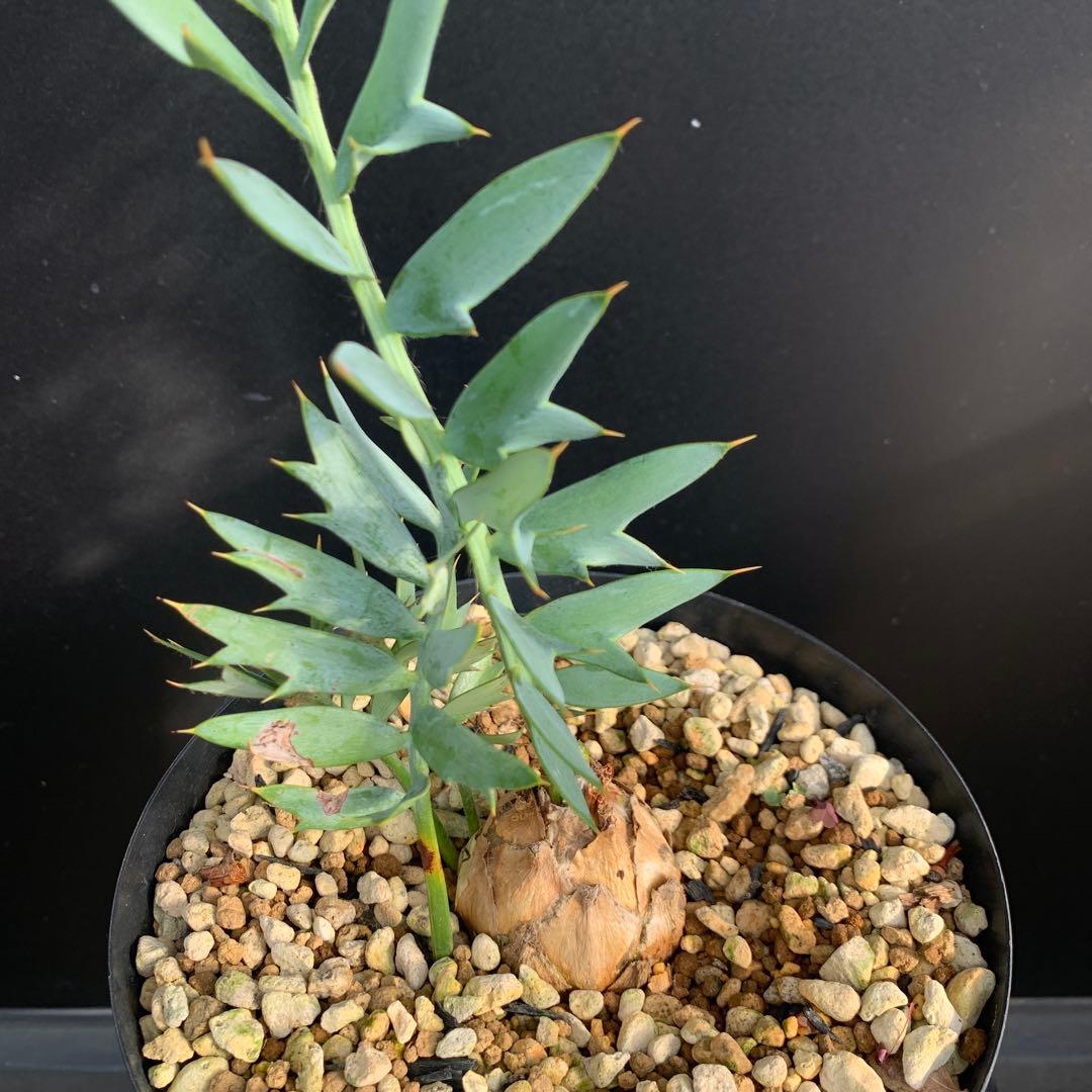 【南ア産・発根済】エンセファラルトス・ホリダス 約5cm +子株2｜No4-14