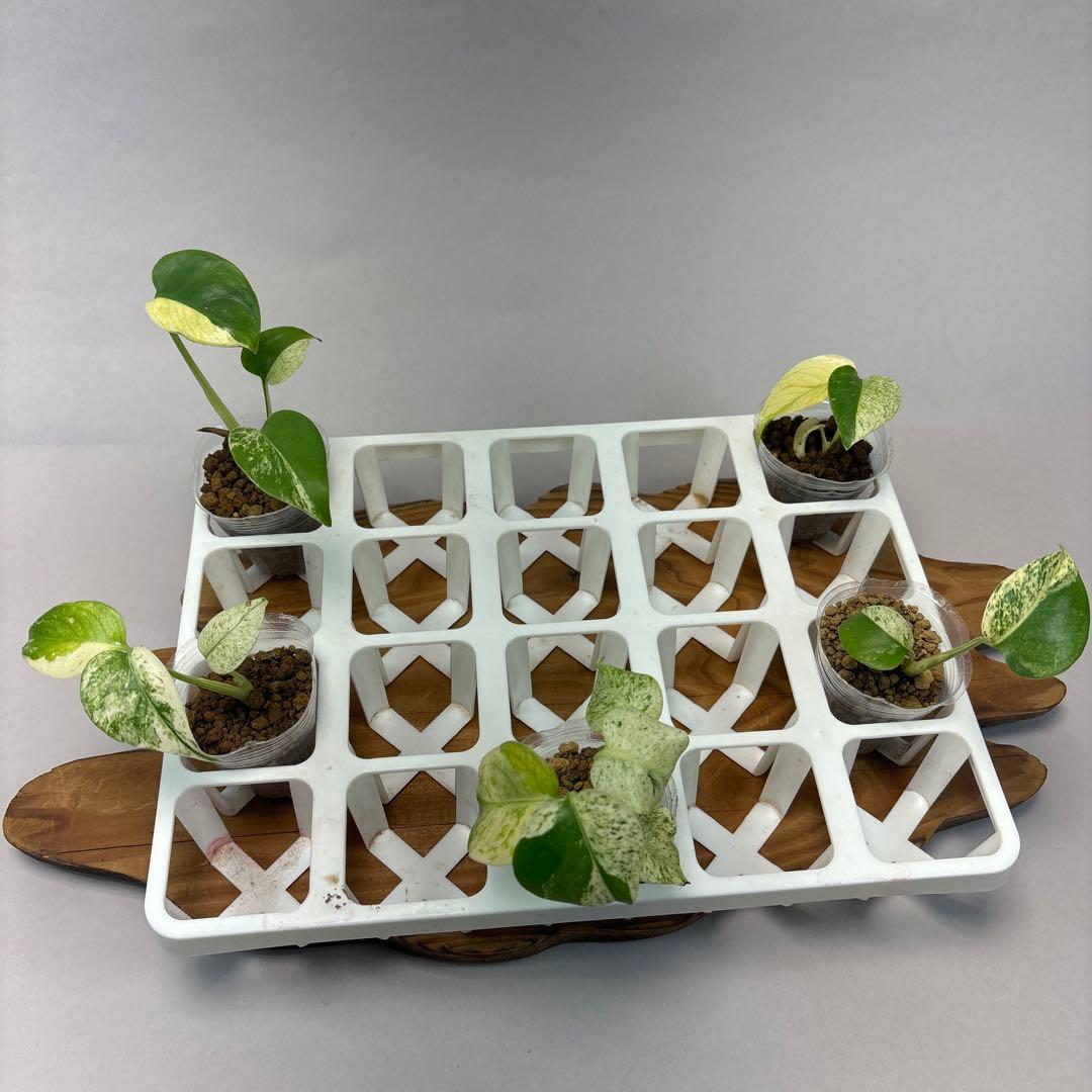 ペ*シ様 5株セットms10【特別選抜】ホワイトモンスター／天津蘭 モンステラ斑