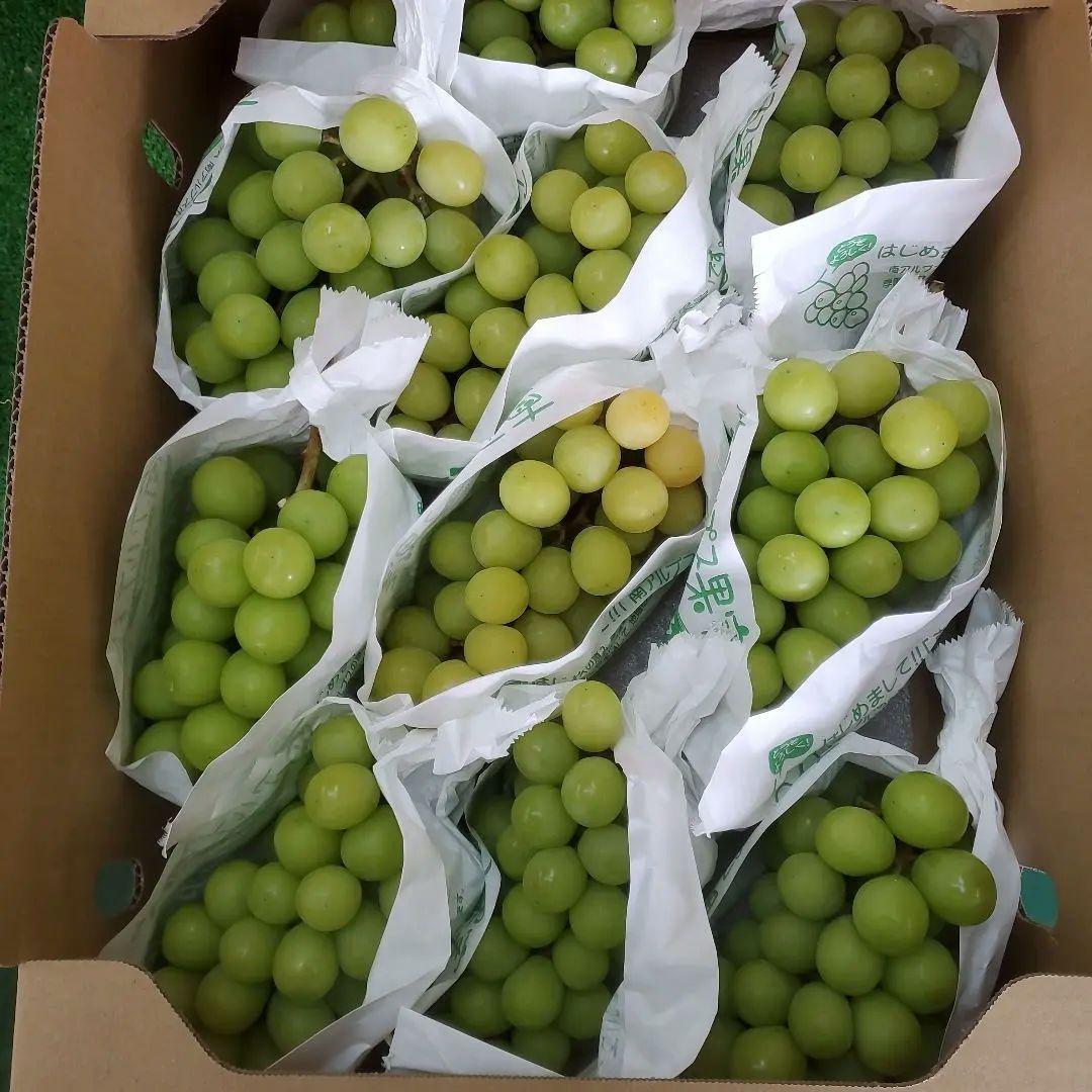 3️⃣ 山梨県産 シャインマスカット １０房入り 箱込み5.3キロ