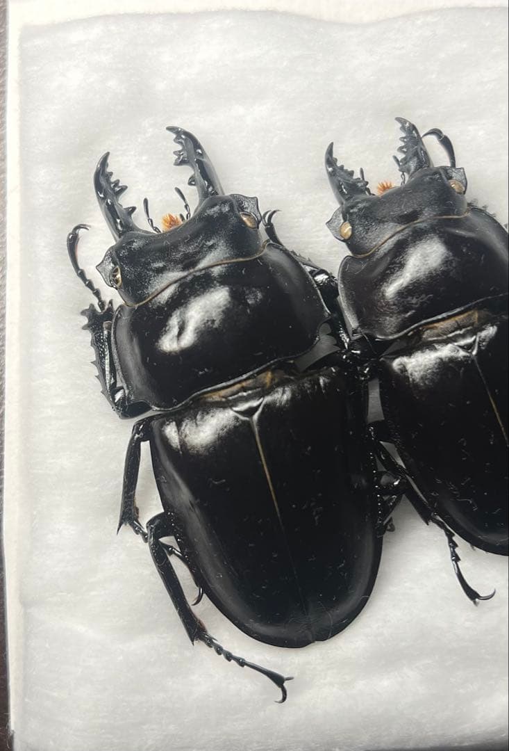 ヤエヤママルバネクワガタ激大歯標本オマケ付き