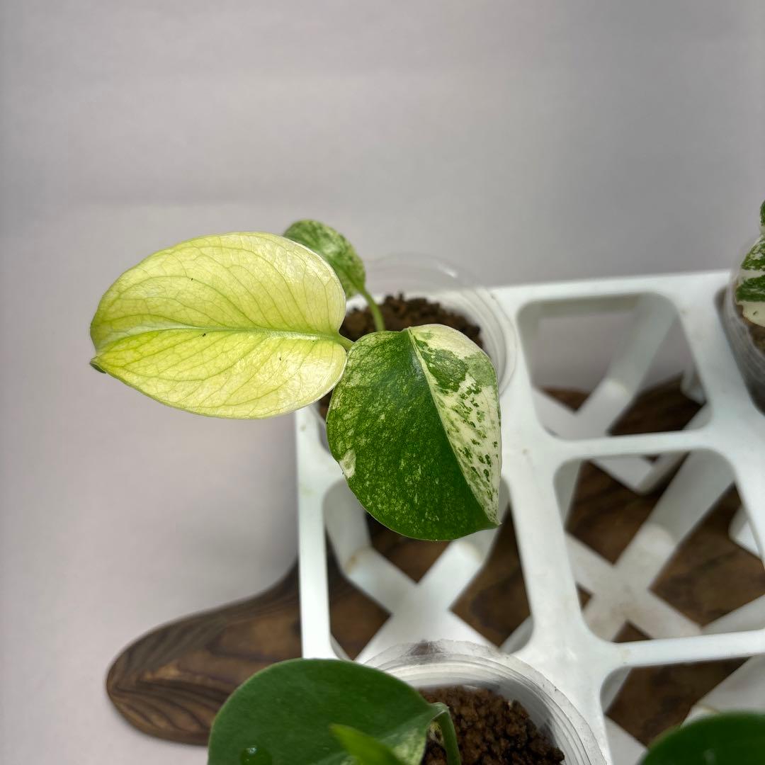 あ*り様 5株セットms08【特別選抜】ホワイトモンスター／天津蘭 モンステラ斑