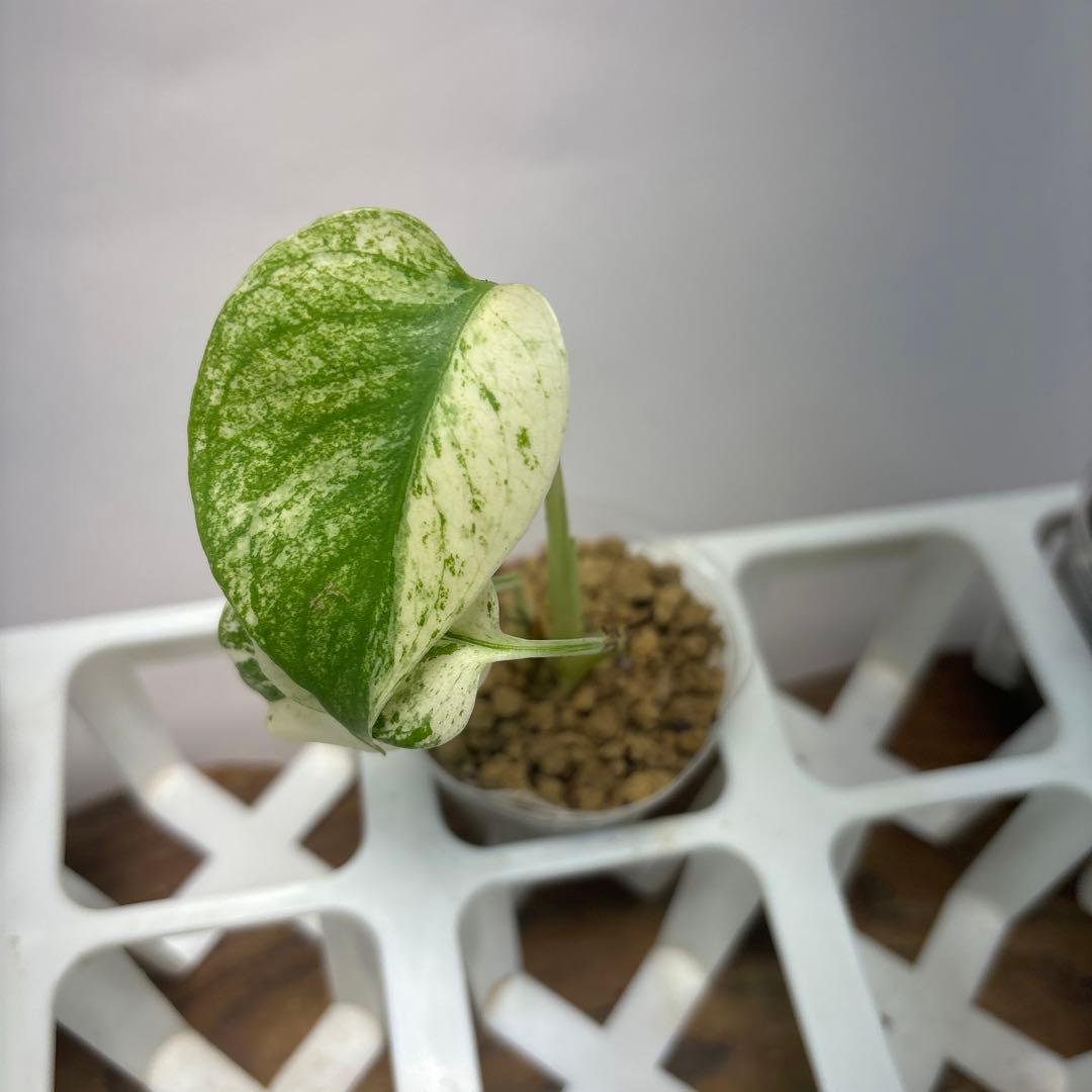 あ*り様 5株セットms08【特別選抜】ホワイトモンスター／天津蘭 モンステラ斑