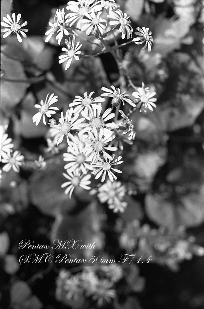 【整備済完動品】PENTAX MX ＋SMC PENTAX 50mm F/1.4