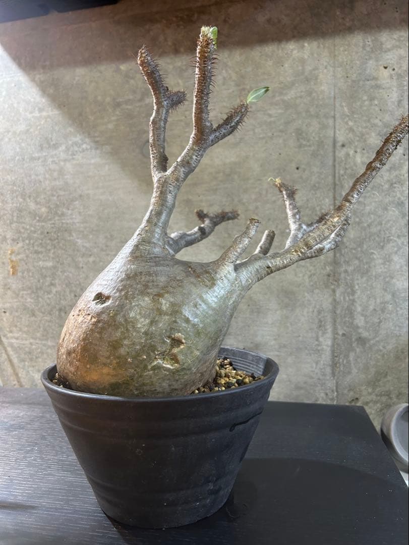 パキポディウムグラキリス　現地球　発根済　大株　グラキリス