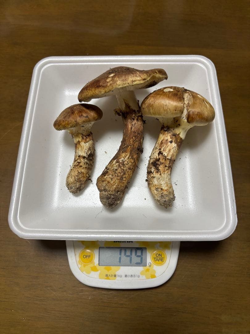 香川県産　獲れたて松茸3 3本149グラム　国産　天然物