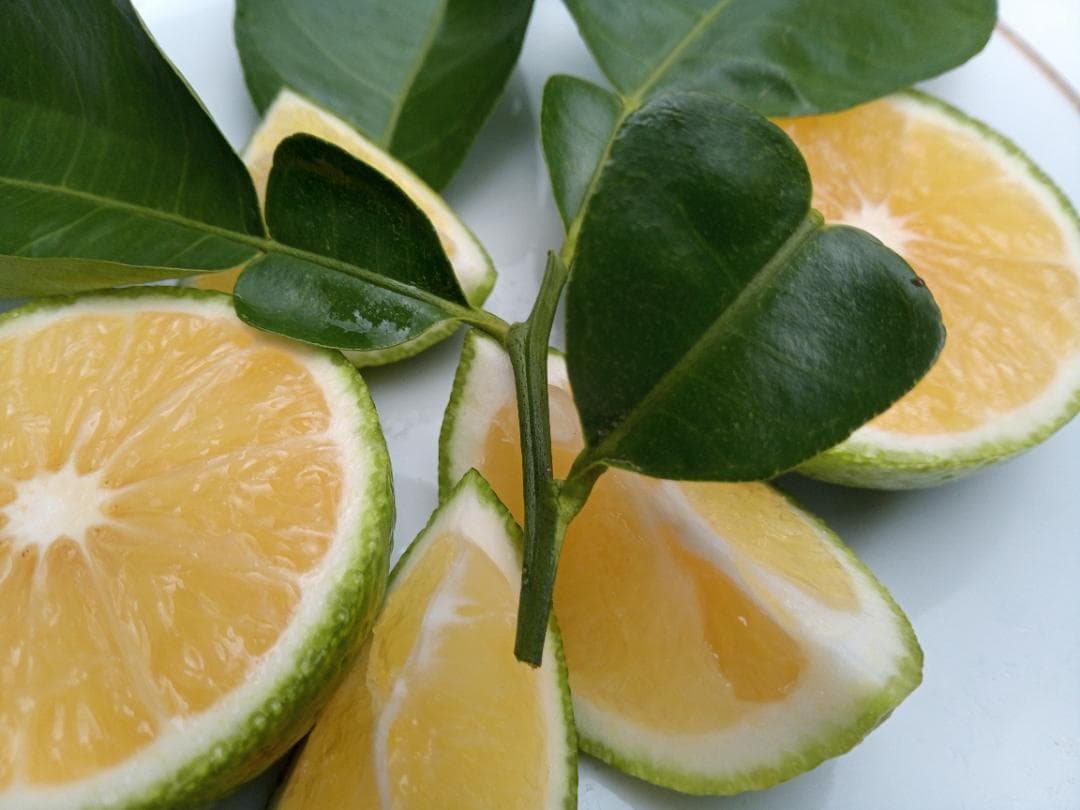 ちーちんさまご予約専用 大分県名産 フレッシュかぼす 特注品