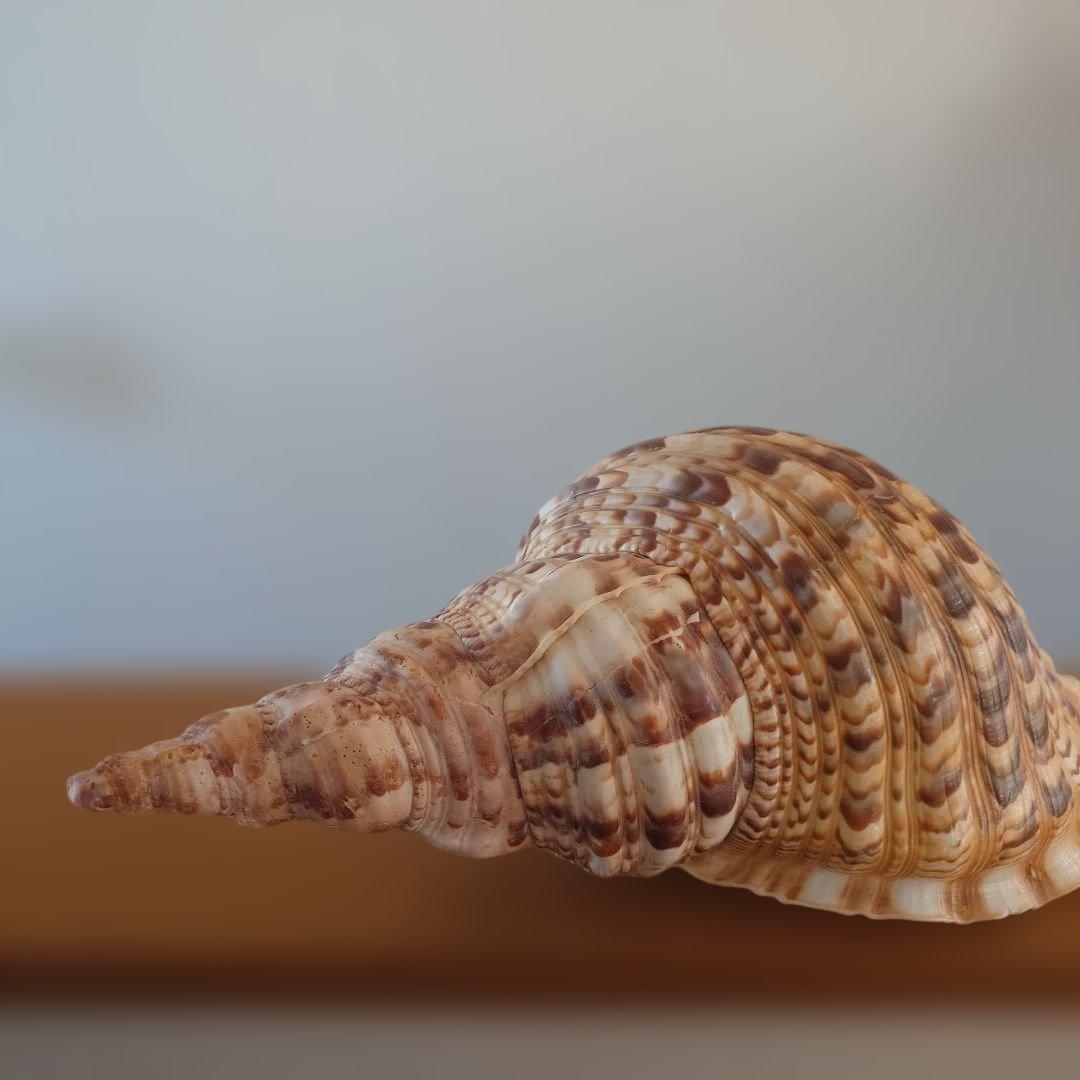 法螺貝 天然 笛 置物 ホラ貝 楽器 ほら貝