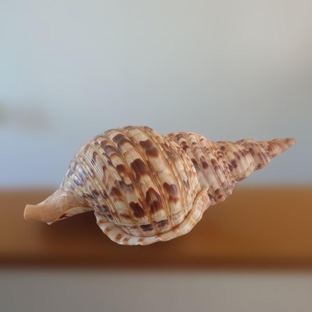 法螺貝 天然 笛 置物 ホラ貝 楽器 ほら貝